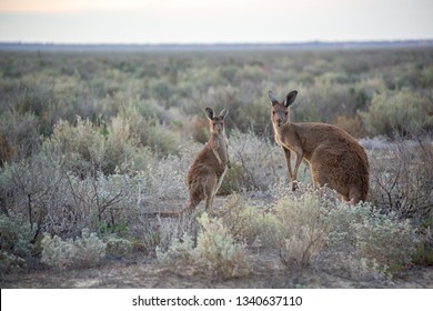 Kangaroos In Lake Mungo 