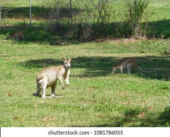 Kangaroo's, Mission Beach, Queensland