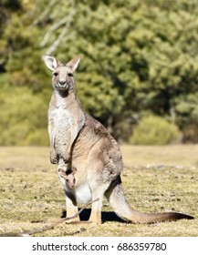 Kangaroos: Mum And A Baby