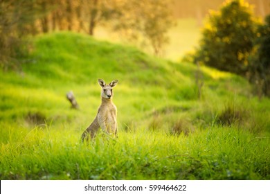 Kangaroos at sunset, hiding in the grass - Powered by Shutterstock