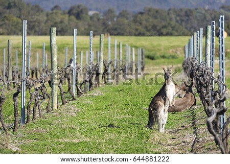 Kangaroos in the vineyard.