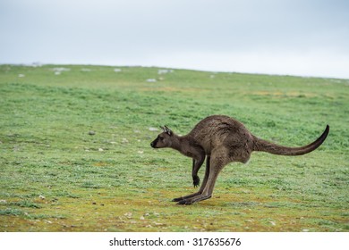 Kangaroos while looking at you at sunset in kangaroo island