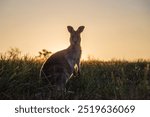 Kangaroos, wild kangaroos, Far South Coast, NSW, Merimbula, Tura Beach, Pambula, Eden, Bega, sunset, wildlife, nature, photography, Canon 6D Mark II, dusk, golden hour, outback, Australian wildlife