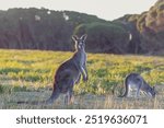 Kangaroos, wild kangaroos, Far South Coast, NSW, Merimbula, Tura Beach, Pambula, Eden, Bega, sunset, wildlife, nature, photography, Canon 6D Mark II, dusk, golden hour, outback, Australian wildlife