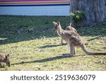 Kangaroos, wild kangaroos, Far South Coast, NSW, Merimbula, Tura Beach, Pambula, Eden, Bega, sunset, wildlife, nature, photography, Canon 6D Mark II, dusk, golden hour, outback, Australian wildlife