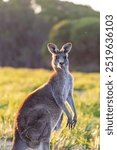 Kangaroos, wild kangaroos, Far South Coast, NSW, Merimbula, Tura Beach, Pambula, Eden, Bega, sunset, wildlife, nature, photography, Canon 6D Mark II, dusk, golden hour, outback, Australian wildlife