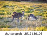 Kangaroos, wild kangaroos, Far South Coast, NSW, Merimbula, Tura Beach, Pambula, Eden, Bega, sunset, wildlife, nature, photography, Canon 6D Mark II, dusk, golden hour, outback, Australian wildlife