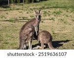 Kangaroos, wild kangaroos, Far South Coast, NSW, Merimbula, Tura Beach, Pambula, Eden, Bega, sunset, wildlife, nature, photography, Canon 6D Mark II, dusk, golden hour, outback, Australian wildlife