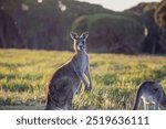 Kangaroos, wild kangaroos, Far South Coast, NSW, Merimbula, Tura Beach, Pambula, Eden, Bega, sunset, wildlife, nature, photography, Canon 6D Mark II, dusk, golden hour, outback, Australian wildlife