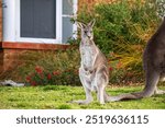 Kangaroos, wild kangaroos, Far South Coast, NSW, Merimbula, Tura Beach, Pambula, Eden, Bega, sunset, wildlife, nature, photography, Canon 6D Mark II, dusk, golden hour, outback, Australian wildlife