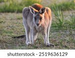 Kangaroos, wild kangaroos, Far South Coast, NSW, Merimbula, Tura Beach, Pambula, Eden, Bega, sunset, wildlife, nature, photography, Canon 6D Mark II, dusk, golden hour, outback, Australian wildlife