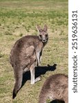 Kangaroos, wild kangaroos, Far South Coast, NSW, Merimbula, Tura Beach, Pambula, Eden, Bega, sunset, wildlife, nature, photography, Canon 6D Mark II, dusk, golden hour, outback, Australian wildlife