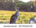 Kangaroos, wild kangaroos, Far South Coast, NSW, Merimbula, Tura Beach, Pambula, Eden, Bega, sunset, wildlife, nature, photography, Canon 6D Mark II, dusk, golden hour, outback, Australian wildlife