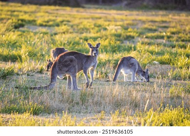 Kangaroos, wild kangaroos, Far South Coast, NSW, Merimbula, Tura Beach, Pambula, Eden, Bega, sunset, wildlife, nature, photography, Canon 6D Mark II, dusk, golden hour, outback, Australian wildlife - Powered by Shutterstock