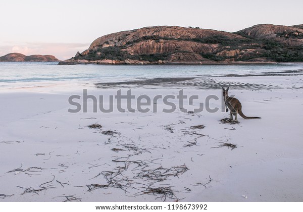 Kangourou Sur Une Plage Daustralie Stock Photo Edit Now