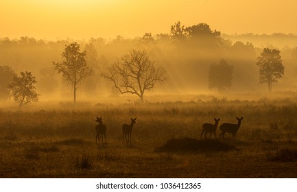 Kanha National Park Landscape