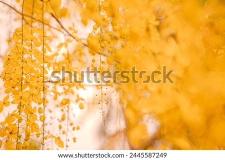 birch Nature Autumn Tree