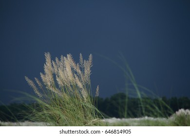 Kans grass