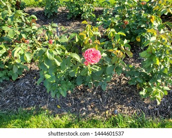 Beautiful Park And Roses Images Stock Photos Vectors Shutterstock