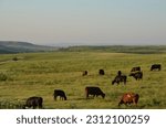 Kansas cows grazing in a beautiful hilly green pasture