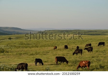 Kansas cows grazing in a beautiful hilly green pasture