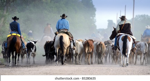 Kansas Longhorn Cattle Trail Drive