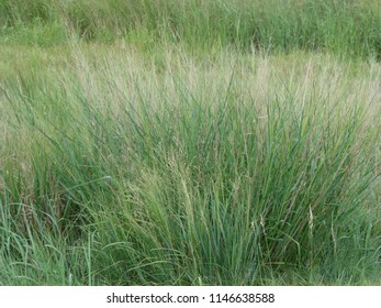 Kansas Sage Brush Stock Photo 1146638588 | Shutterstock