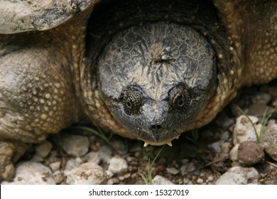 3 Softback Turtle Images, Stock Photos & Vectors 