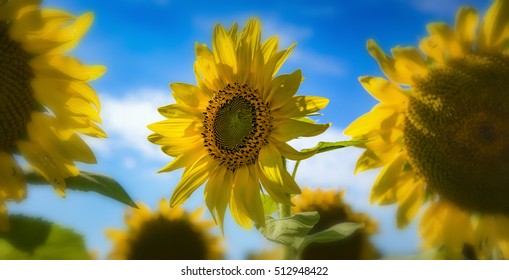 Kansas Sunflower Against Blue Sky