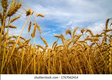 Kansas Wheat Harvest June 2020