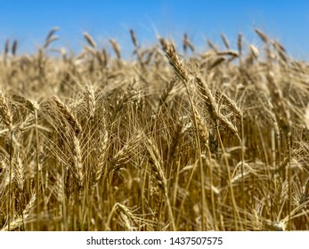 Kansas Wheat Harvest Ready 2019