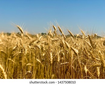 Kansas Wheat Harvest Ready 2019