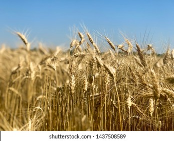 Kansas Wheat Harvest Ready 2019