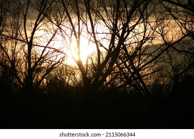 Kansas Winter Sunrise, No Leaves On Trees.