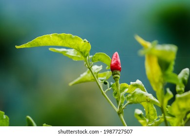 kanthari mulag. Tabasco pepper  green, birds eye chilli, hot chilli peppers