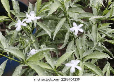 kantil flower,,  This flower emits a very strong fragrance