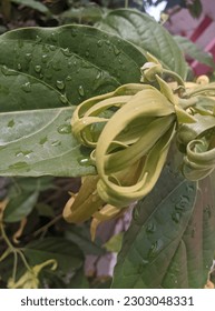 Kantil flowers have a fragrant fragrance