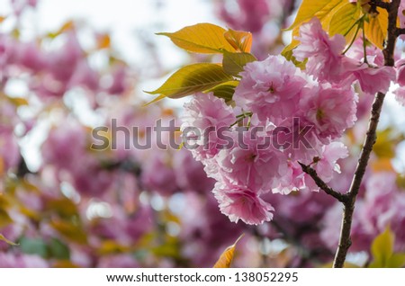 Kanzan Cherry Blossoms