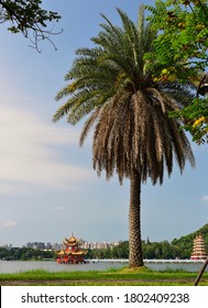 Kaohsiung, August 8th 2020: Beautiful Palm Tree At Lotus Lake In Zuoying District, Kaohsiung, Taiwan.