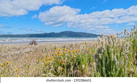 Kapiti Island, Lower North Island, New Zealand.