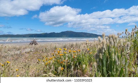 Kapiti Island, New Zealand