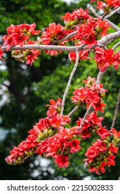 Kapok Flower Beautiful China Guangzhou