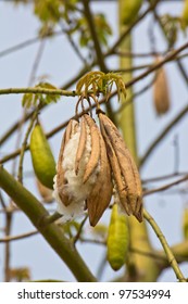 Kapok  On Tree