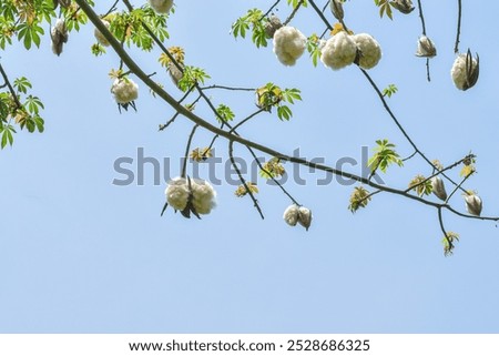 Kapok Randu (Ceiba pentandra) is a basic material for pillows, raw materials for mattress paper, wound dressings, and fillers for interior products.