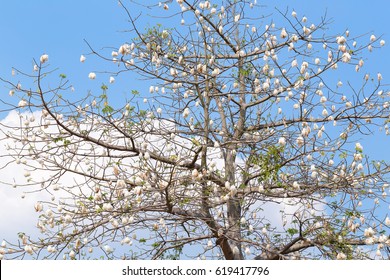 Kapok Tree 