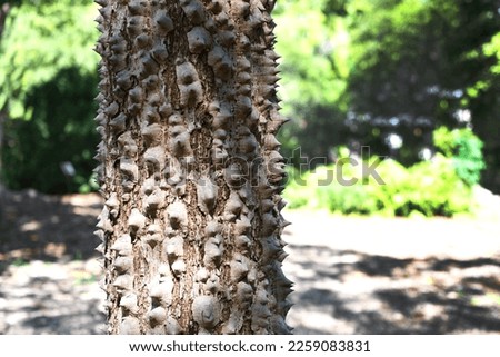 kapok tree (Ceiba pubiflora), trunk with spines. Closeup textured and the surface of the trunk of Kapok tree, Red silk cotton tree, Bombax ceiba tree