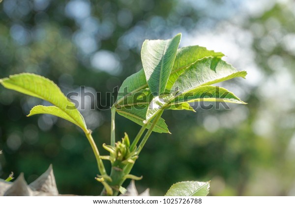 Kapok Tree Leaves Red Silk Cotton Stock Photo Edit Now