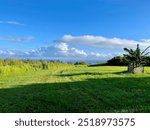 Kapua in Kapaau dog in the grass with the clouds behind them and the ocean. 