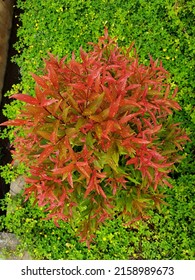 Kapuas 1052022 Red Shoots Tree Forest Stock Photo 2158989673 | Shutterstock