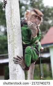 Kapuas Hulu, Indonesia - October 5, 2020 : A Monkey Is Climbing Wood While Eating